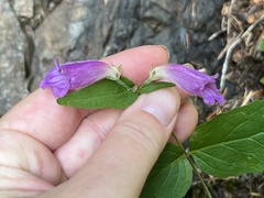 Nothochelone nemorosa