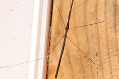 Emesaya brevipennis