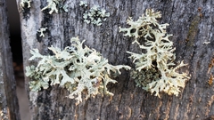 Evernia prunastri