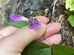 Nothochelone nemorosa