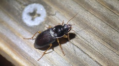 Harpalinae