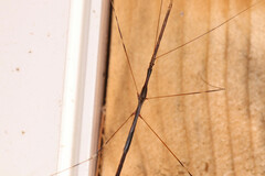 Emesaya brevipennis