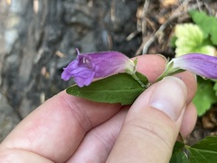 Nothochelone nemorosa