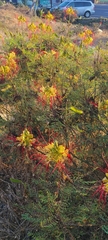 Erythrostemon gilliesii