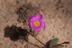 Calandrinia