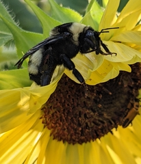 Bombus auricomus