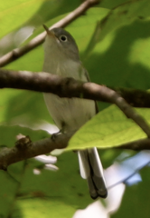 Polioptila caerulea caerulea