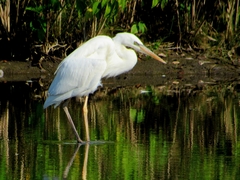 Ardea herodias occidentalis