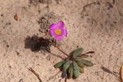 Calandrinia