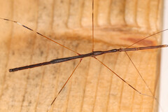 Emesaya brevipennis