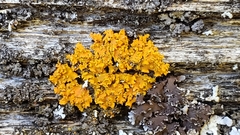 Xanthomendoza