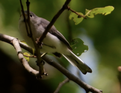 Polioptila caerulea caerulea