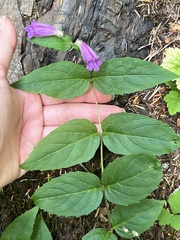 Nothochelone nemorosa