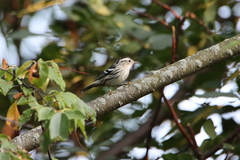 Mniotilta varia