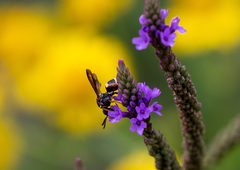 Epeolus bifasciatus