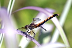 Erythrodiplax berenice