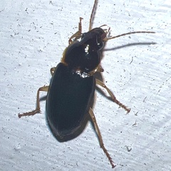 Notiobia terminata