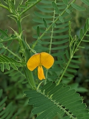 Sesbania cannabina