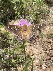 Apyrrothrix araxes