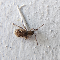 Pseudoedophrys hilleri
