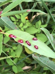 Blaesodiplosis