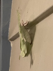 Actias luna