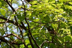 Polioptila caerulea caerulea