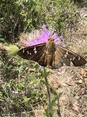 Apyrrothrix araxes