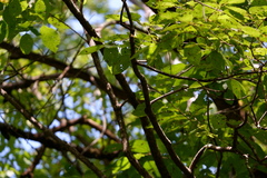 Polioptila caerulea caerulea
