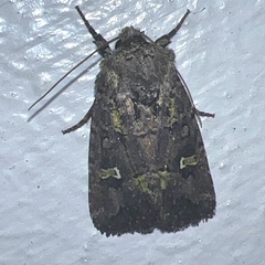 Lacinipolia