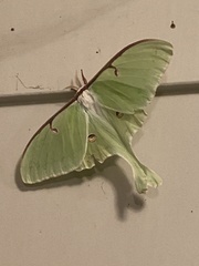 Actias luna