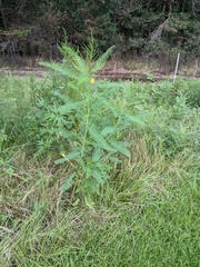 Sesbania cannabina