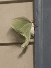 Actias luna