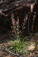 Stylidium elongatum