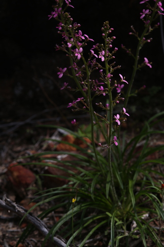 Stylidium elongatum (Stylidium elongatum)