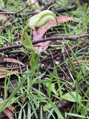 Pterostylis alpina