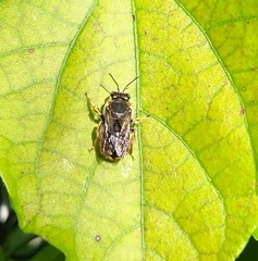 Anthidium manicatum