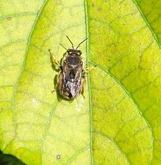 Anthidium manicatum