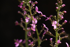 Stylidium elongatum