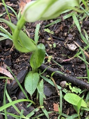 Pterostylis alpina