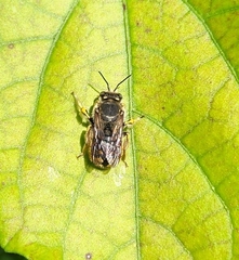 Anthidium manicatum