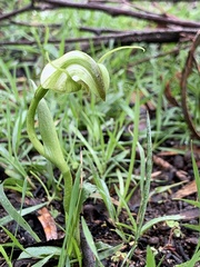 Pterostylis alpina