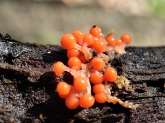 Hemitrichia decipiens