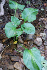 Plantago cordata