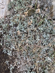 Antennaria parvifolia