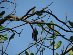 Polioptila bilineata