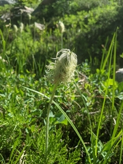 Pulsatilla occidentalis