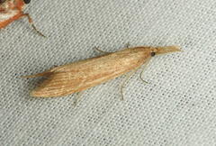 Donacaula
