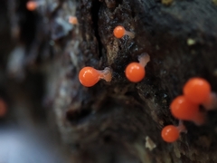 Hemitrichia decipiens