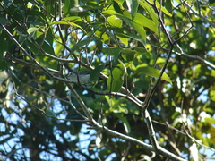 Polioptila bilineata